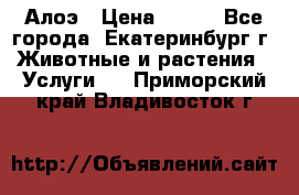 Алоэ › Цена ­ 150 - Все города, Екатеринбург г. Животные и растения » Услуги   . Приморский край,Владивосток г.